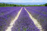 Bei einem Provence-Urlaub stellt man sich die Fragen wann ist Lavendelblüte und wann ist die beste Reisezeit und wo sind die schönsten Lavendelfelder. Hier meine Tipps  und eigenen Erfahrungen.
