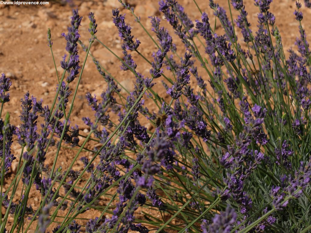 Sehenswürdigkeiten der Provence: Die Lavendelblüte.