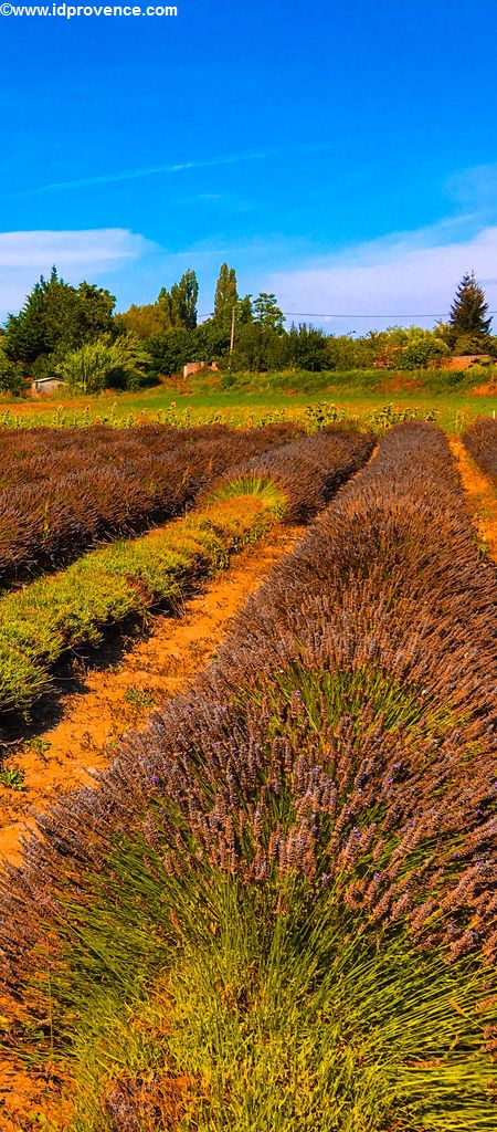 Lavendel in voller Blüte am Museum in Valensole