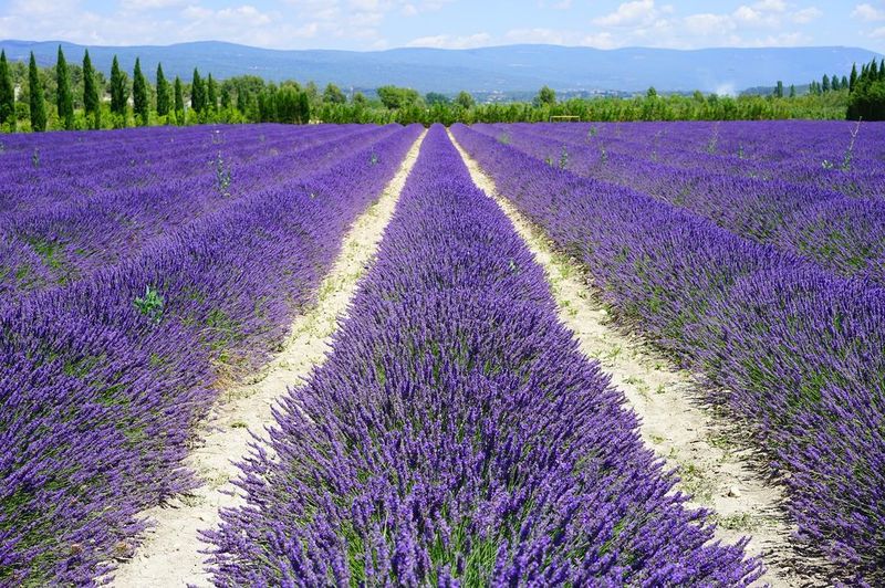 Lavendelfelder in der Provence soweit das Auge reicht