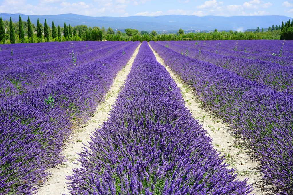 Lavender fields in the Provence