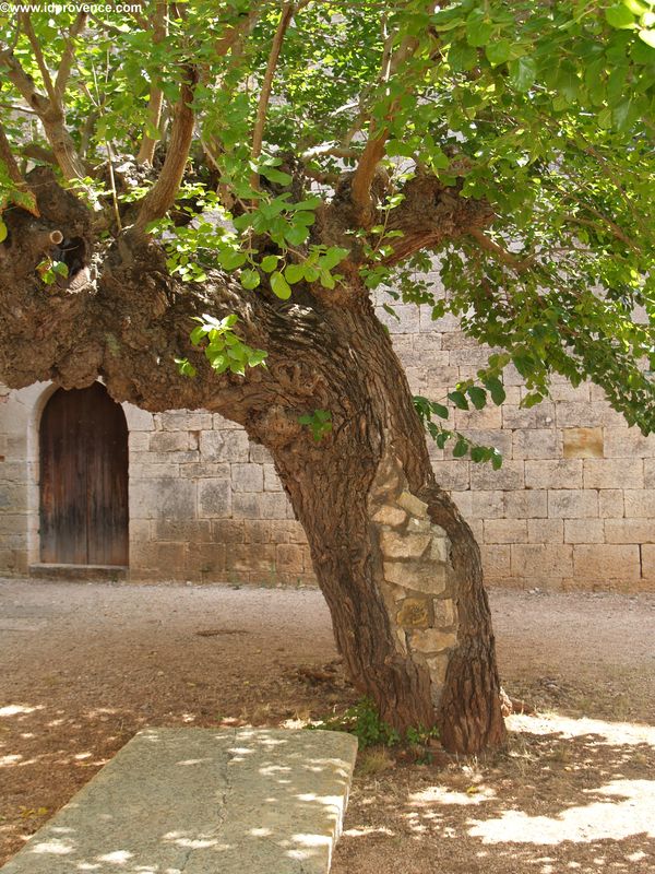 Abbaye du Thoronet