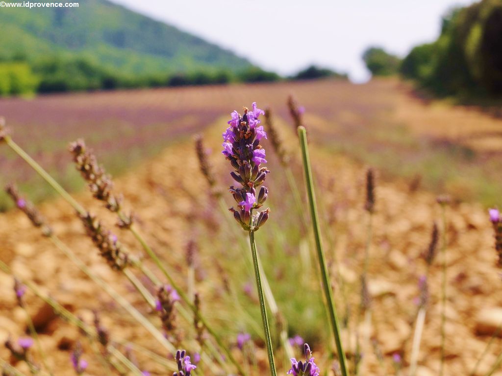 Eine Lavendelblüte bei Gréoux-les-Bains