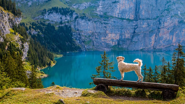 Urlaub in der Provence mit Hund. Viele Flüsse und Seen laden ein!