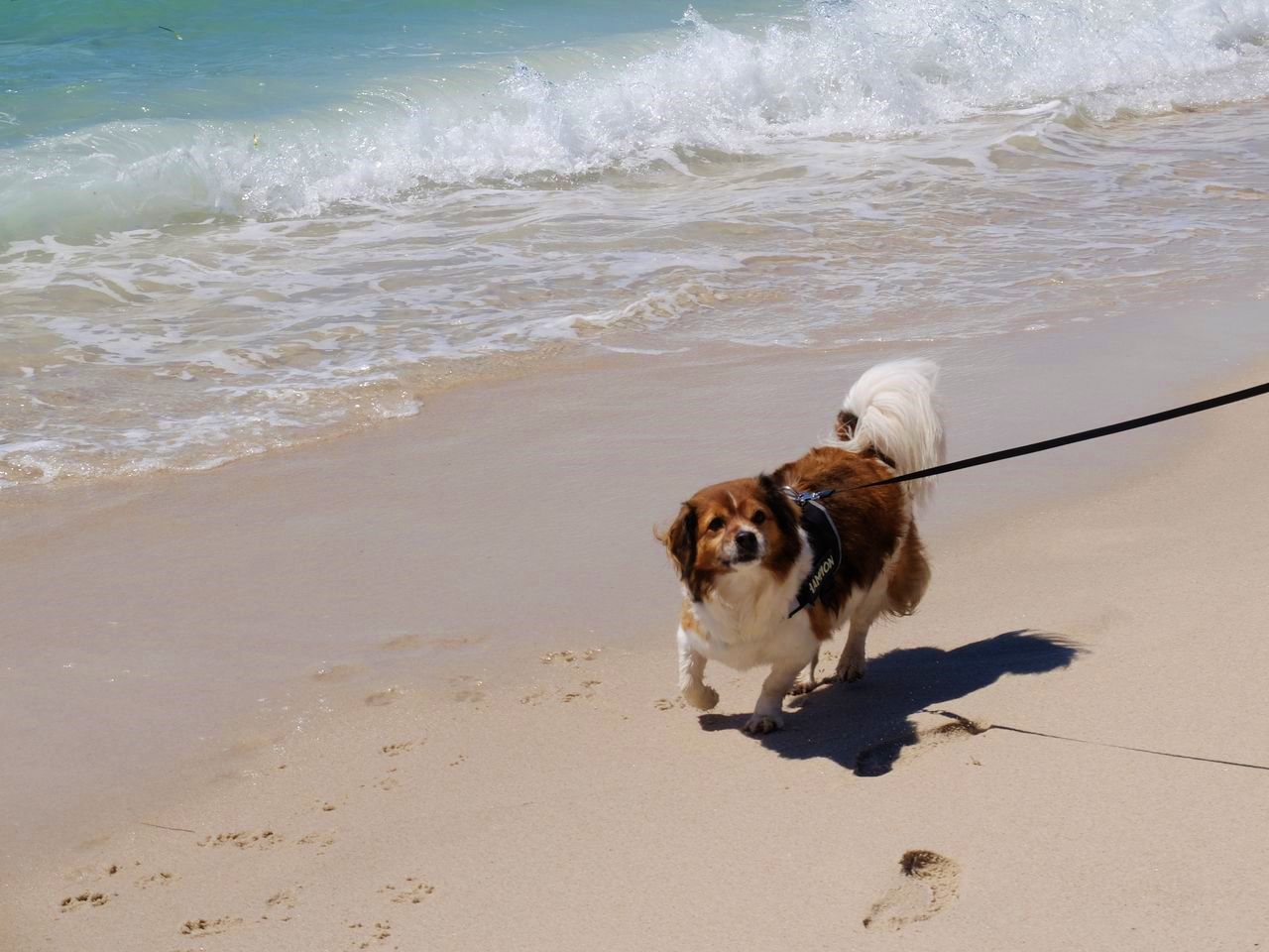 Hunde am Strand von Cannes