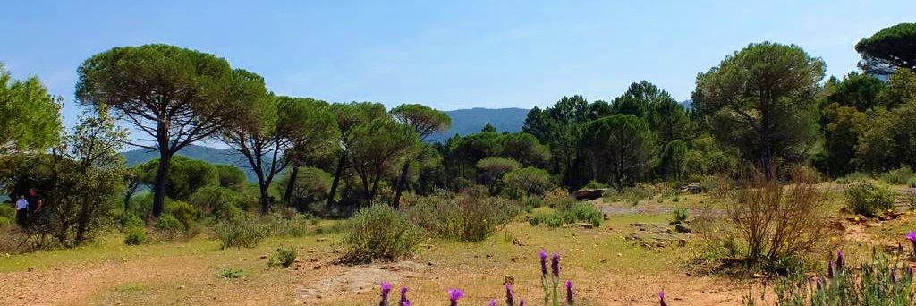 Der See “LAC DES ESCARCETS” im Naturschutzgebiet “La plaine des Maures” im Mauren Massiv im Departement VAR. Wandern und Radfahren in der Provence!