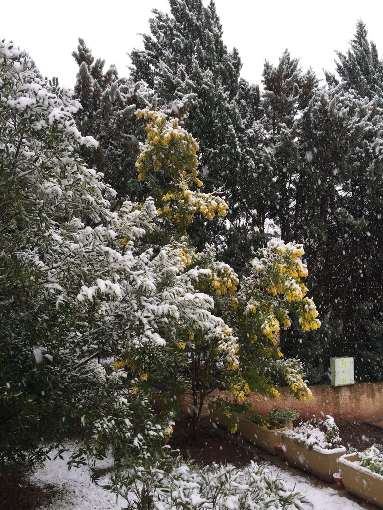 Provence im Schnee - Vidauban (VAR) 2018