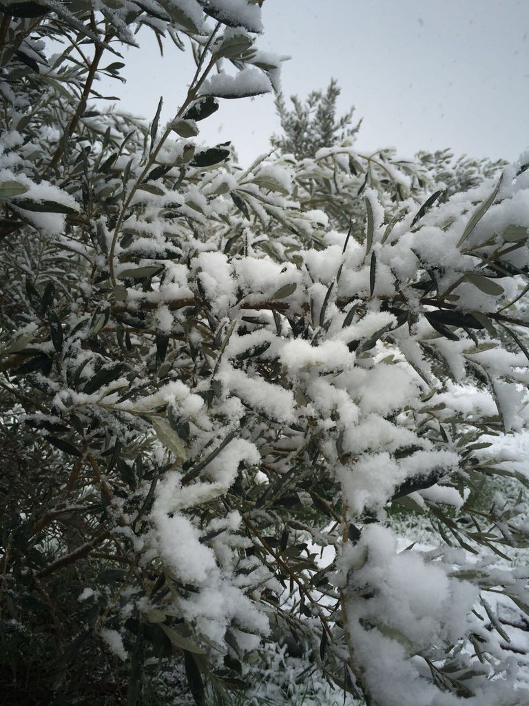 Provence im Schnee - Vidauban (VAR) 2018