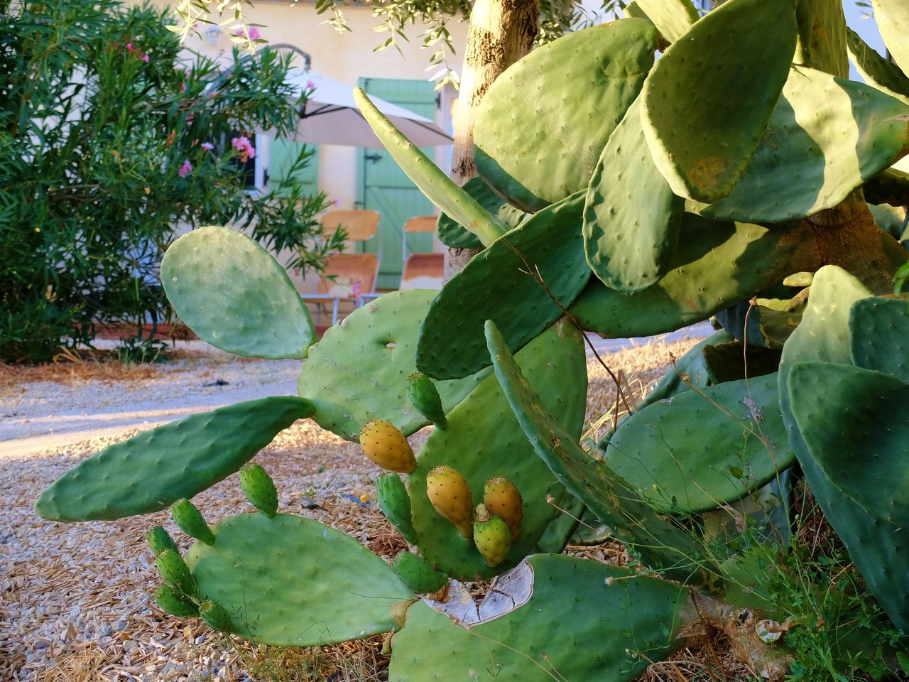 Ferienwohnung Provence - Vidauban - Frankreich