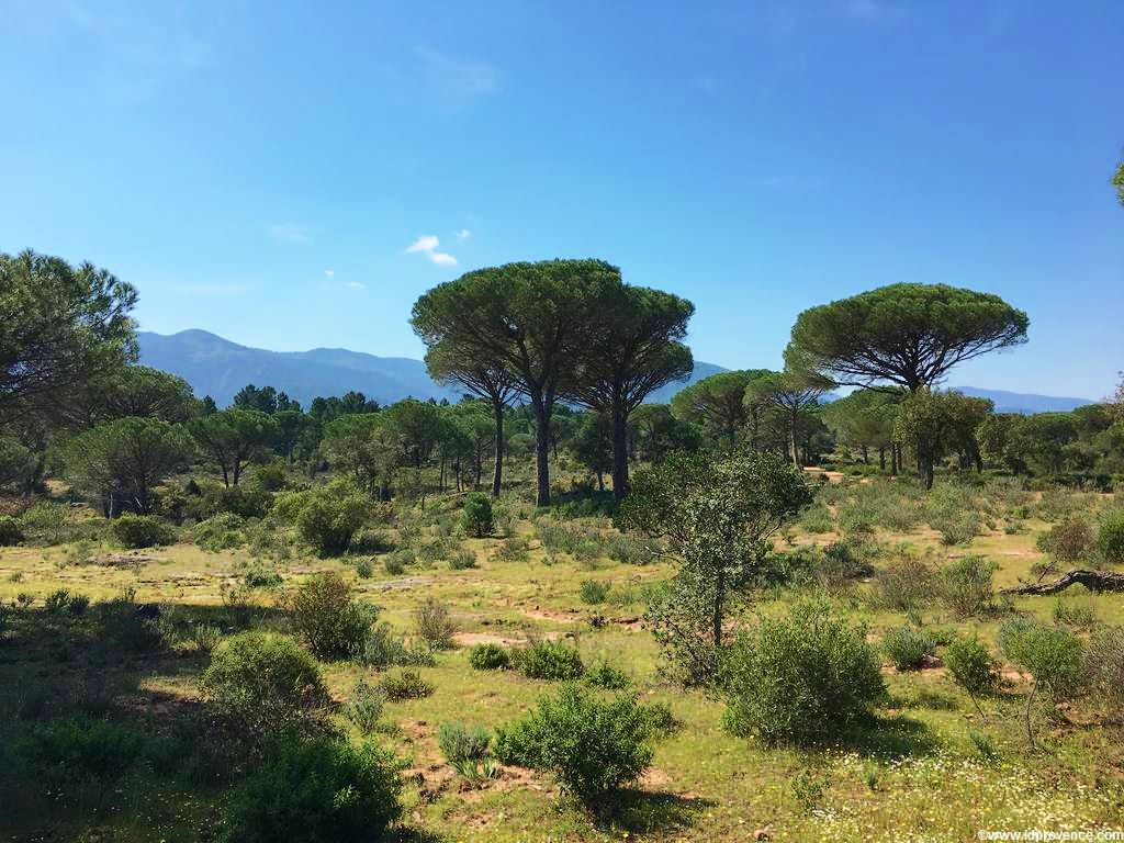 Der See “LAC DES ESCARCETS” im Naturschutzgebiet “La plaine des Maures” im Mauren Massiv im Departement VAR. Wandern und Radfahren in der Provence!